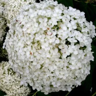 Hydrangea arb 'Annabelle'