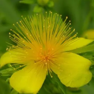 Hypericum 'Buttercup'