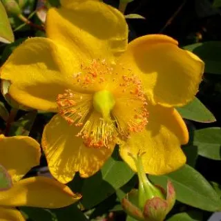Hypericum 'Hidcote'