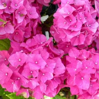 Hydrangea m. 'Alpengluehen'