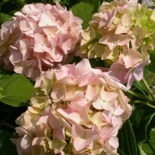 Hydrangea macr. 'Bouquet Rose'