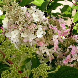 Hydrangea macr. 'Libelle'