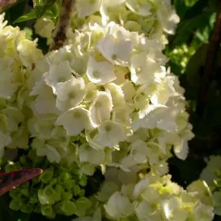 Hydrangea macr. 'Mme E. Mouillere'