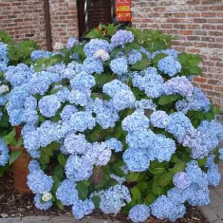 Hydrangea macr. 'Nikko Blue'