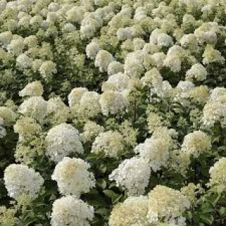 Hydrangea pan. 'Bobo'