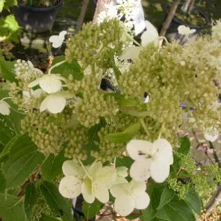 Hydrangea pan. 'Pastel green'