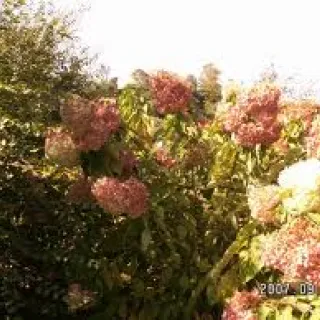 Hydrangea pan. 'Phantom'