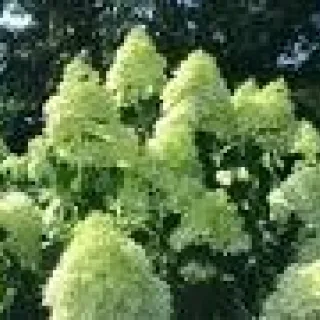 Hydrangea pan. SKYFALL