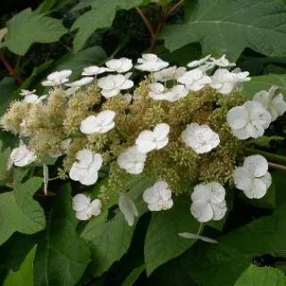 Hydrangea quercifolia