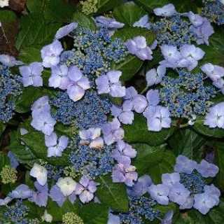 Hydrangea serrata 'Bluebird'