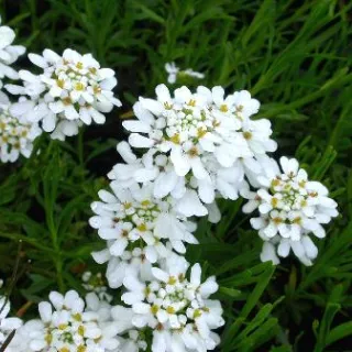 Iberis semp. 'Sneeflocke'