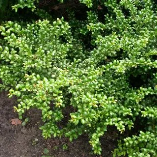 Ilex crenata 'Convexa'