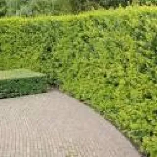 Ilex crenata 'Green hedge'