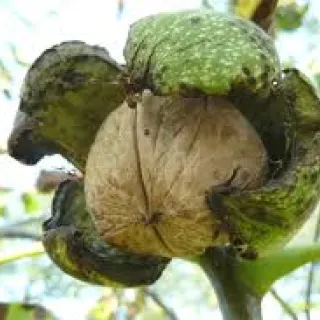 Juglans regia Apollo