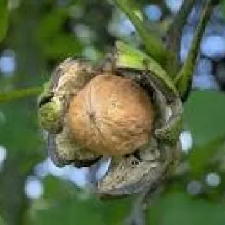 Juglans regia