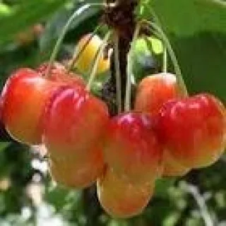 KERS  'Big. Blanc et Rose'