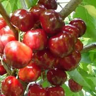 KERS  'Big. Napoleon'