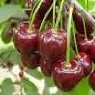 KERS  'Early Rivers' FR VROEGE