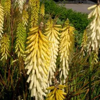 Kniphofia 'BEES LEMON