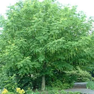 Koelreuteria paniculata meerstammig