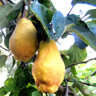 KWEEPEER cydonia halfstam