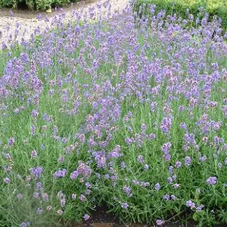 Lavandula ang. 'munstead'