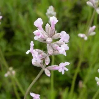 Lavandula ang. 'Rosea'