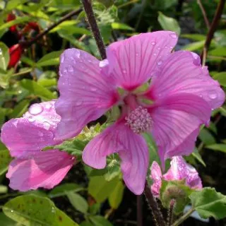 Lavatera olbia 'Rosea'