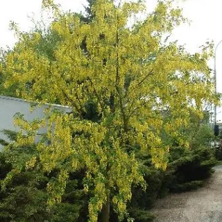 Laburnum wat. 'Vossii'