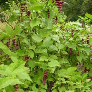 Leycesteria formosa