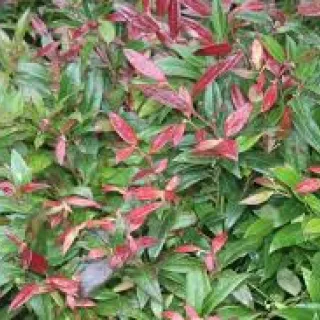 Leucothoe 'Zeblid'