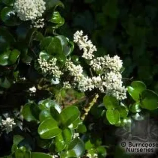Ligustrum jap. 'Rotundifolium'