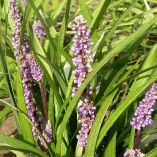 Liriope muscari 'Moneymaker'