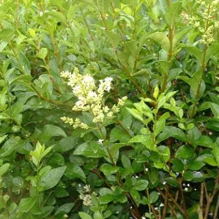 Ligustrum ovalifolium