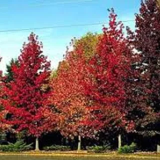 Liquidambar s. 'Andrew Henson'
