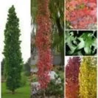 Liquidambar s.'Slender Silhouette