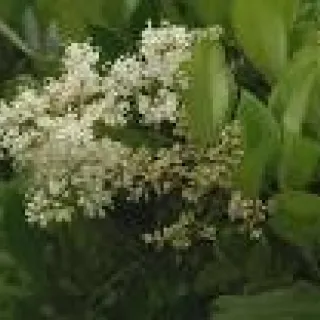 Ligustrum texacum
