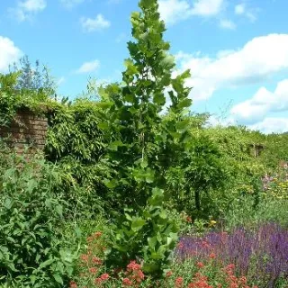 Liriodendron tul. 'Fastigiatum'