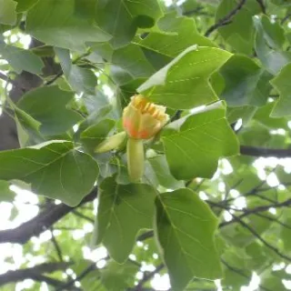 Liriodendron tulipifera