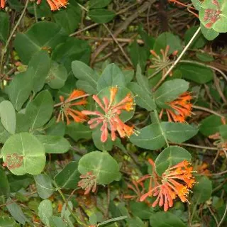 Lonicera brownii 'Dropmore Scarlet'