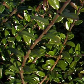 Lonicera nit. 'Elegant'