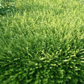 Lonicera nit. 'Maigruen'