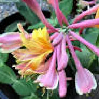 Lonicera periclymenum