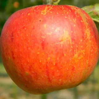 Malus red sensation (ZUIL)