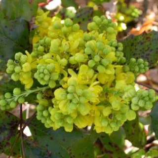 Mahonia aquifolium