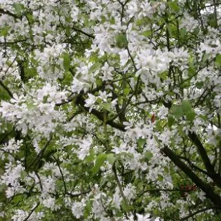 Malus floribunda