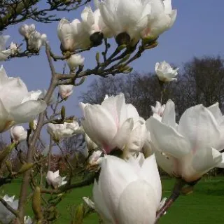 Magnolia 'Double Diamond' WIT