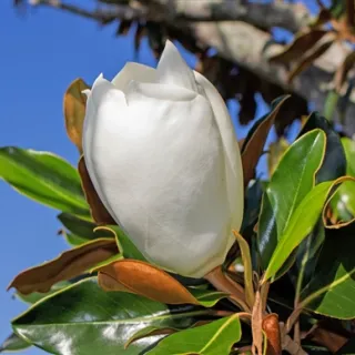 Magnolia grandiflora 'Galisoni?re'
