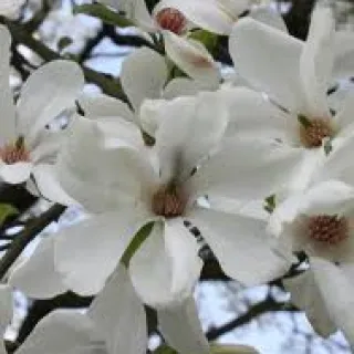 Magnolia kobus 'Fastigiata'