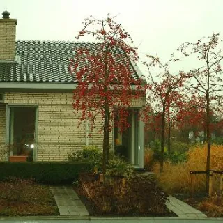 Malus 'Red Sentinel'